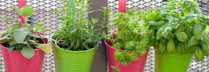 Kräuter in bunten Töpfen